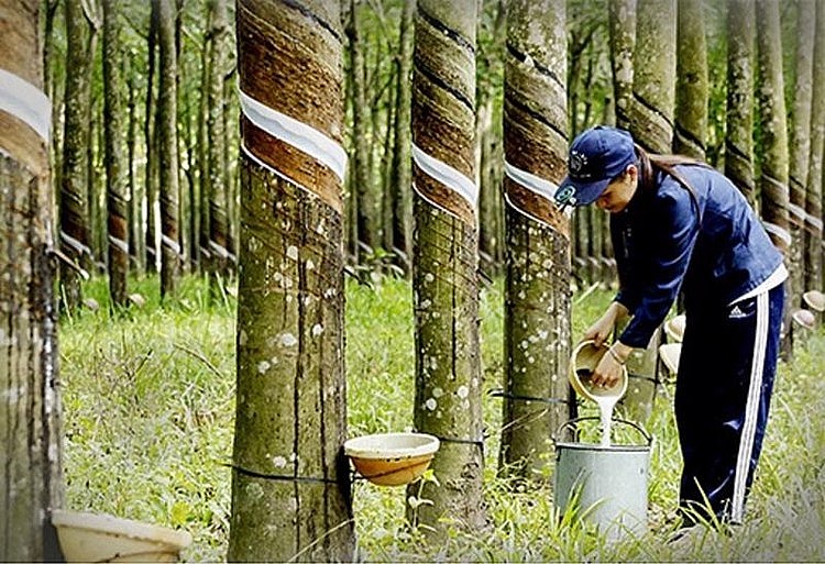Ngày 9/10: Giá cao su tăng, hồ tiêu giảm, cà phê biến động không đồng nhất