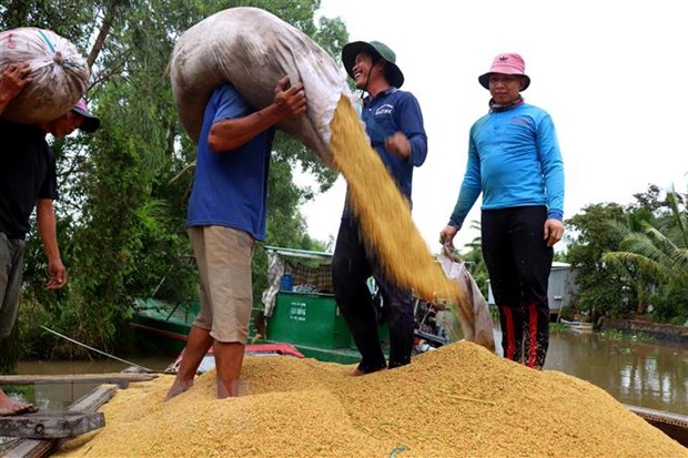 Thị trường nông sản tuần qua: Giá lúa gạo khu vực Đồng bằng sông Cửu Long tăng nhẹ