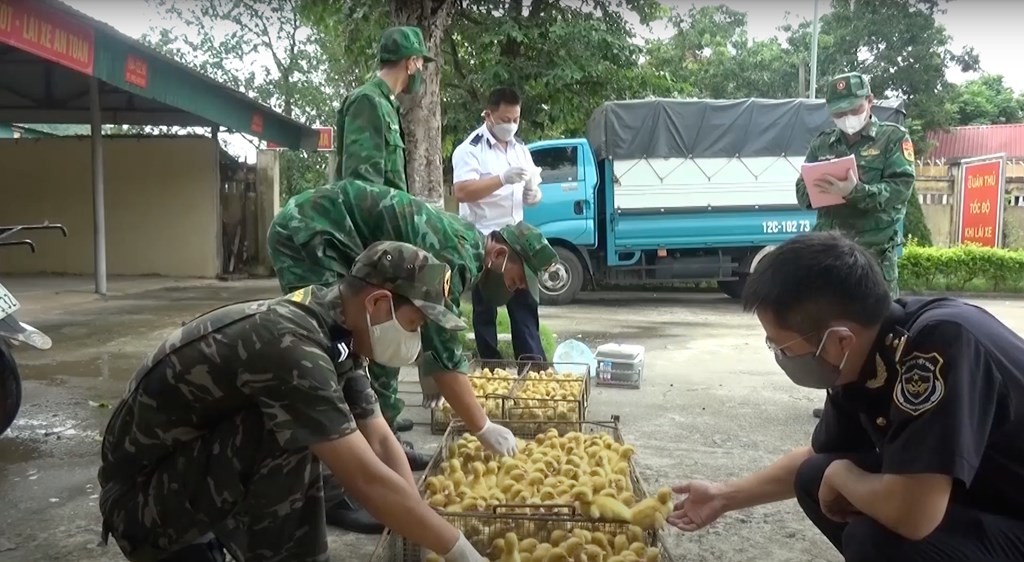 Nhập lậu gia súc, gia cầm ảnh hưởng tiêu cực tới ngành chăn nuôi