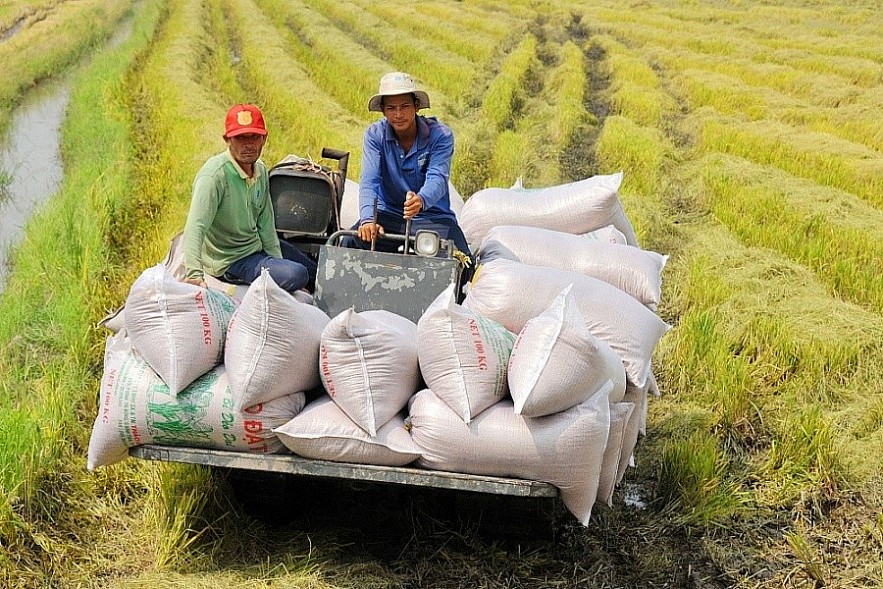 Ngày 19/10: Giá gạo trong nước và xuất khẩu đồng loạt tăng