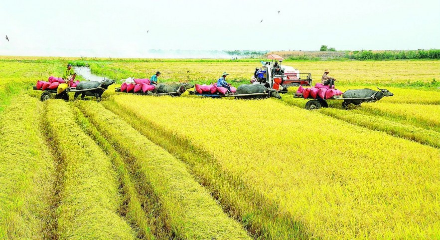 Ngày 21/10: Giá lúa gạo trong nước đồng loạt tăng