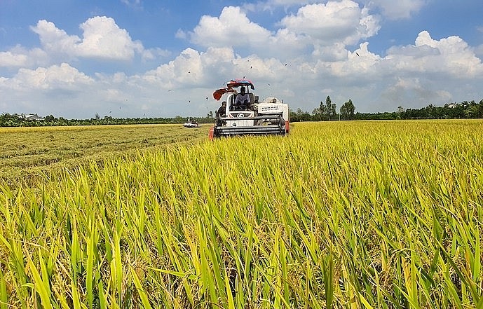 Ngày 24/10: Giá lúa bật tăng, giá gạo quay đầu giảm