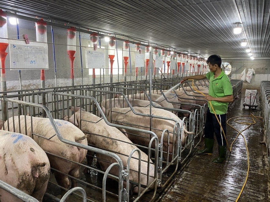Ngày 8/11: Giá heo hơi tiếp diễn xu hướng giảm