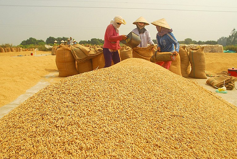 Ngày 8/11: Giá lúa tăng mạnh, giá gạo giảm