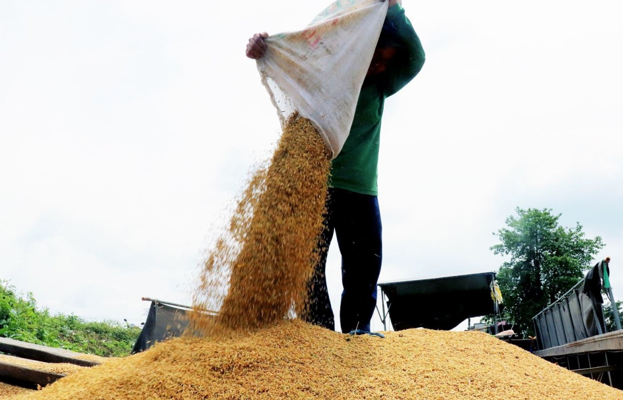 Thị trường nông sản tuần qua: Giá gạo Việt Nam xuất khẩu ổn định