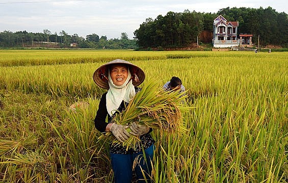 Ngày 15/11: Giá lúa duy trì ổn định, giá gạo giảm