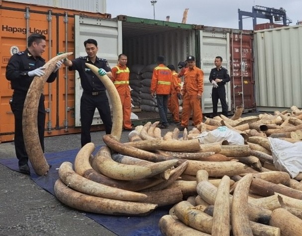 Hải Phòng: Hải quan bắt giữ 2 vụ vận chuyển trái phép ngà voi và 3 vụ về ma tuý