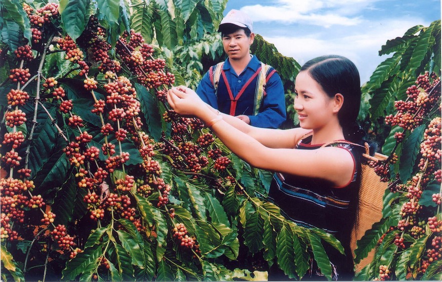 Ngày 18/11: Giá cà phê giảm cả trong nước và thị trường thế giới, tiêu tăng nhẹ