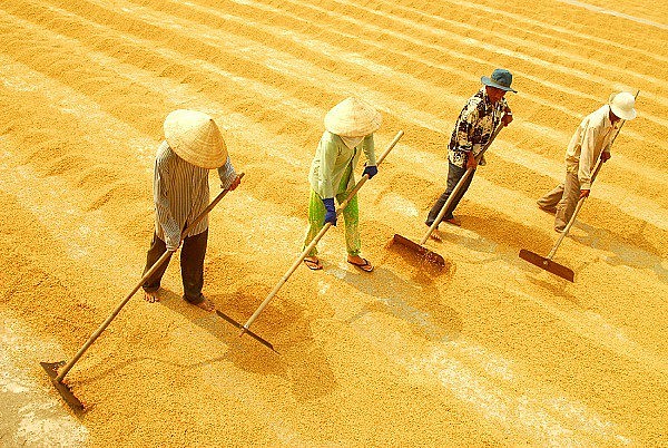 Ngày 21/11: Giá lúa giảm nhẹ, giá gạo ổn định