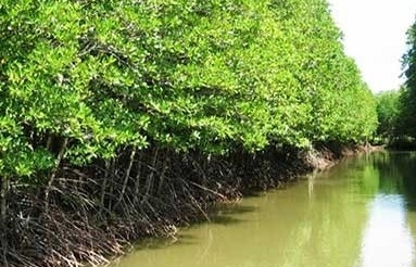 Rừng ngập mặn là tài sản quý đối với tài chính carbon xanh bền vững