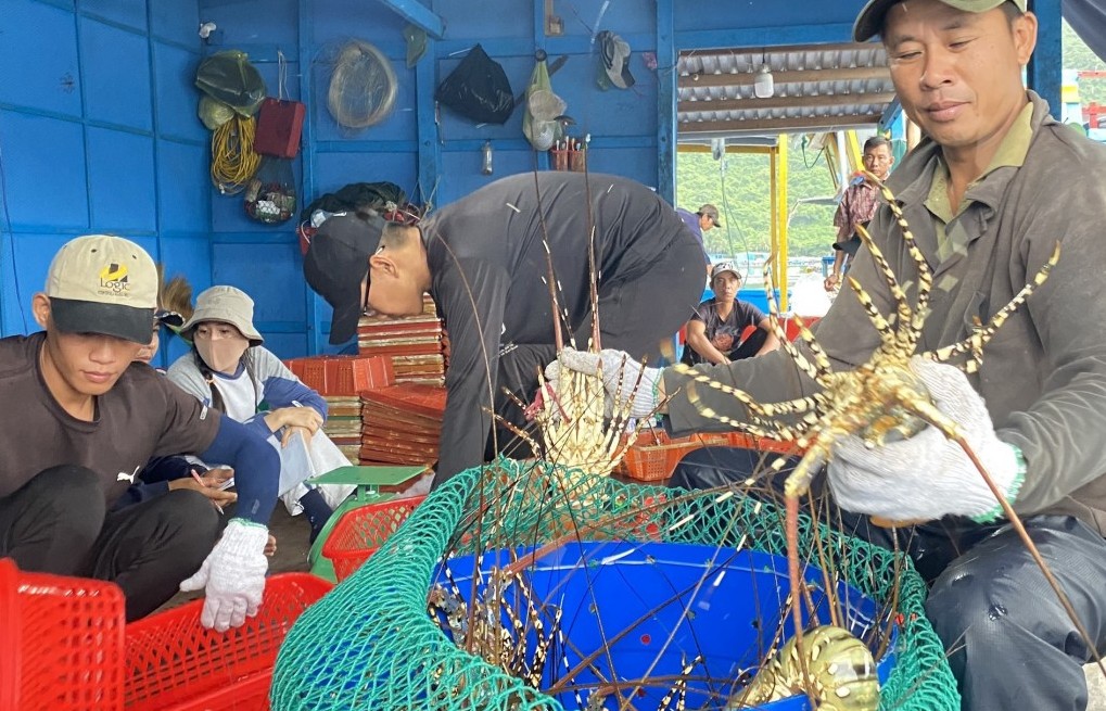 Khẩn trương gỡ khó xuất khẩu tôm hùm sang Trung Quốc
