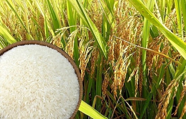 Ngày 27/11: Giá lúa đi ngang, giá gạo tùy chất lượng