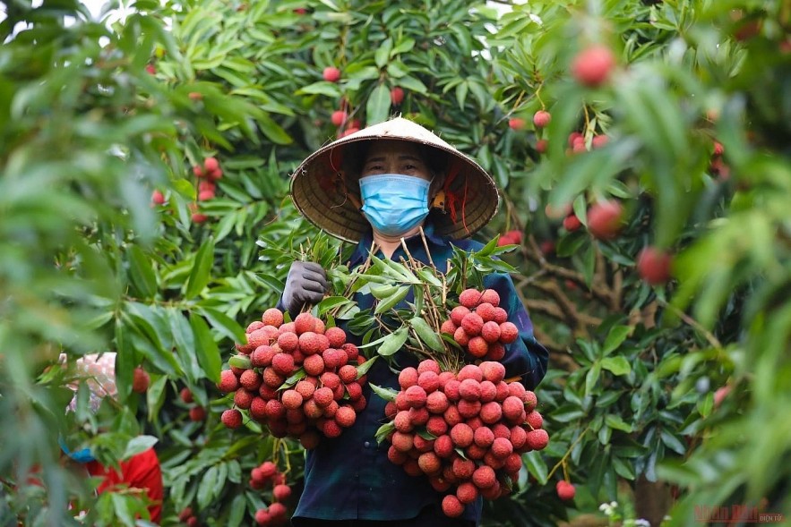 Đầu tư xây dựng, bảo hộ chỉ dẫn địa lý- Xu thế tất yếu để gia tăng sức cạnh tranh của hàng Việt Đầu tư xây dựng, bảo hộ chỉ dẫn địa lý - xu thế tất yếu, tăng sức cạnh tranh của hàng Việt