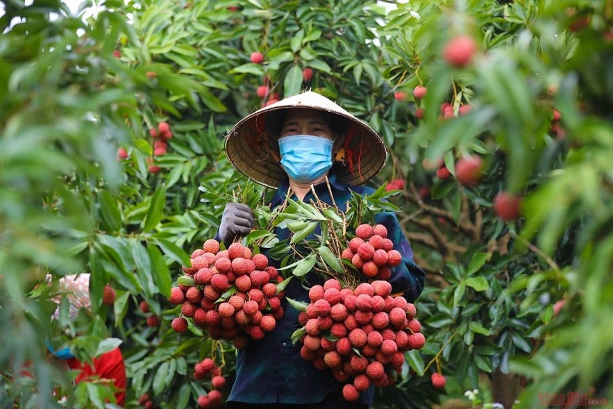 Đầu tư xây dựng, bảo hộ chỉ dẫn địa lý - xu thế tất yếu, tăng sức cạnh tranh của hàng Việt