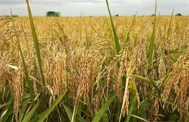 Ngày 30/11: Giá gạo tăng, giá lúa có xu hướng đi ngang