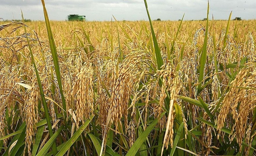 Ngày 30/11: Giá gạo tăng, giá lúa có xu hướng đi ngang