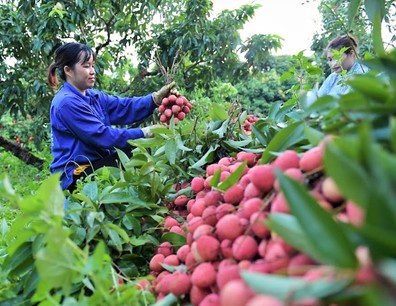 Bắc Giang: Chú trọng nâng cao hiệu quả sở hữu trí tuệ góp phần phát triển kinh tế