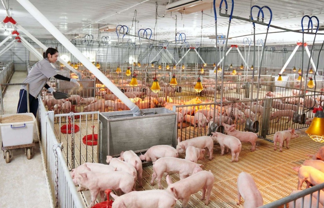 Ngày 1/12: Giá heo hơi giảm nhẹ 1.000 đồng/kg ở một vài tỉnh phía Nam