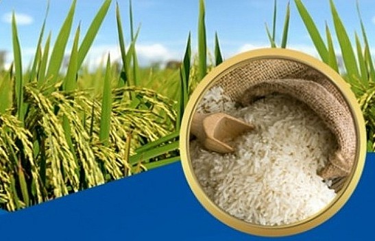 Ngày 4/12: Giá gạo xuất khẩu tiếp tục tăng cao, trong nước duy trì ổn định