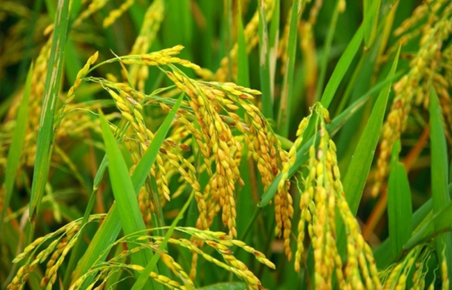 Ngày 6/12: Giá lúa tăng cao nhất 300 đồng/kg, gạo không có biến động