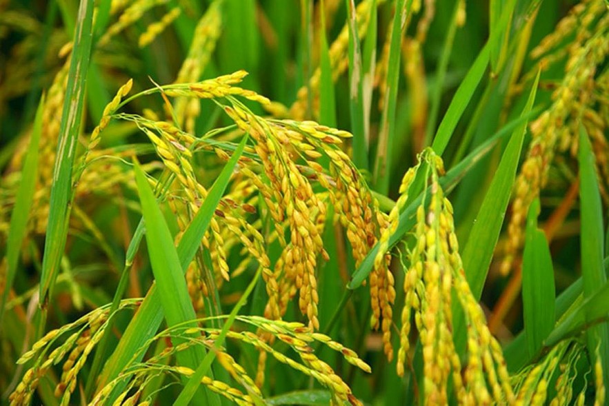 Ngày 6/12: Giá lúa tăng cao nhất 300 đồng/kg, gạo không có biến động