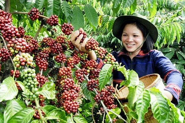 Ngày 9/12: Giá cà phê giảm nhẹ, tiêu nối chuỗi ngày đi lên