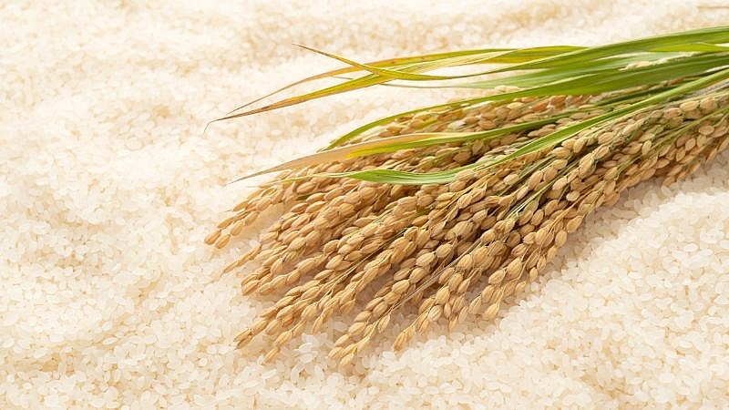Ngày 11/12: Giá lúa gạo duy trì ổn định sáng đầu tuần