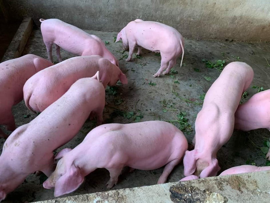 Giá lợn hơi thời điểm gần Tết Nguyên đán mới nhích tăng trở lại