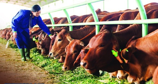 Nhập siêu sản phẩm chăn nuôi đang có chiều hướng tăng cao