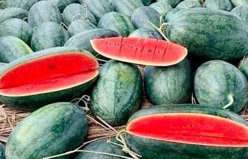 china gives green light to import of vietnamese watermelon via official channel