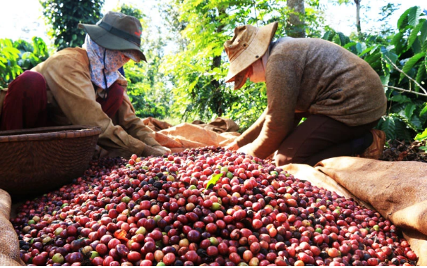 Ngày 25/12: Giá cà phê duy trì ổn định, hồ tiêu và cao su giảm sáng đầu tuần