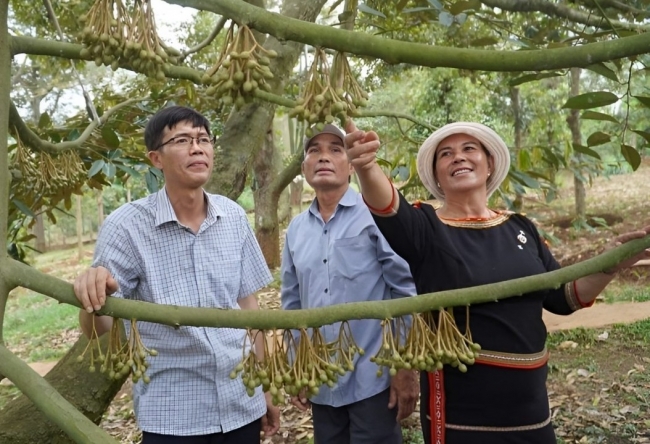 Đắk Lắk: Bà con đồng bào dân tộc thiểu số lãi lớn từ cây sầu riêng