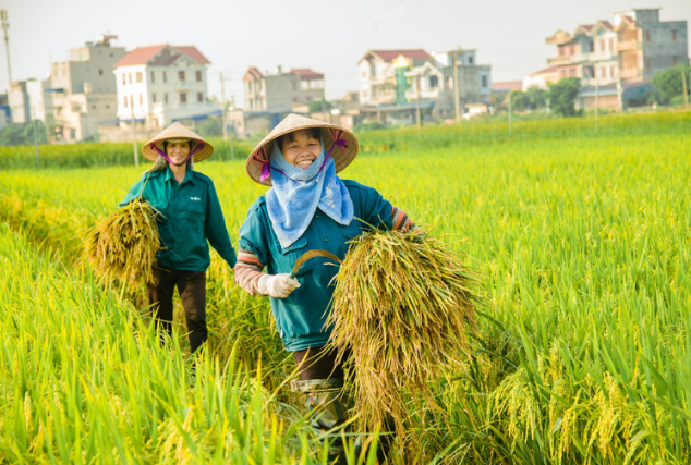 Ngày 27/12: Giá lúa gạo tại thị trường nội địa đồng loạt đi ngang