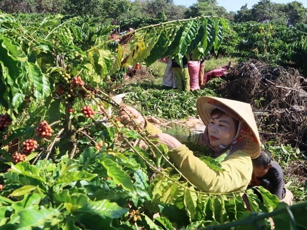 Coffee prices forecast to keep rising due to supply shortage in 2024