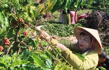 Coffee prices forecast to keep rising due to supply shortage in 2024