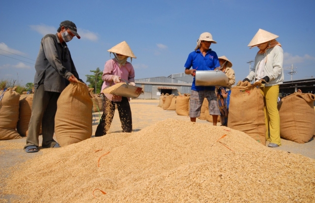 Ngày 29/12: Giá lúa gạo cao, doanh nghiệp không mua được hàng