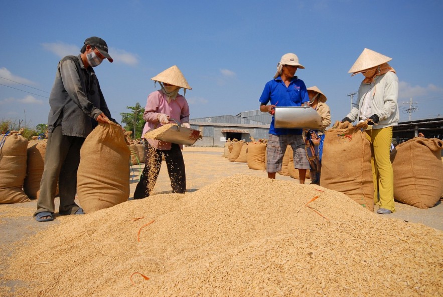 Ngày 29/12: Giá lúa gạo cao, doanh nghiệp không mua được hàng