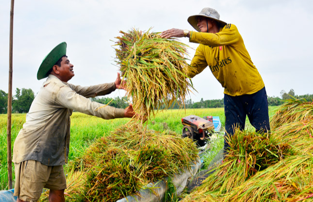 Ngày 1/1: Giá lúa gạo trong nước tiếp đà đi ngang, gạo xuất khẩu duy trì ổn định