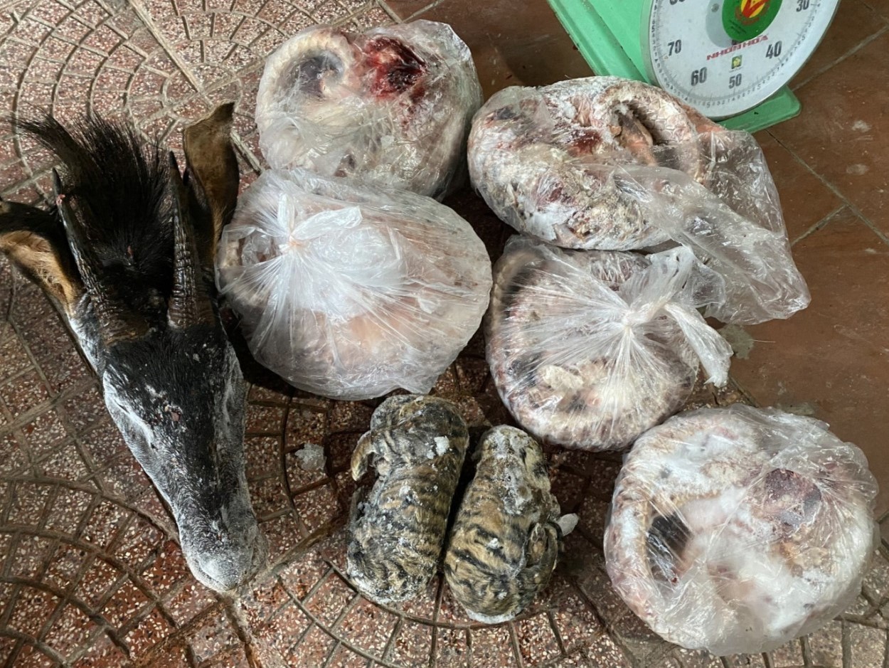 Các cá thể tê tê Java, hổ và 01 đầu loài sơn dương bị Công an huyện Hương Sơn thu giữ tại chỗ ở của bị can Trần Anh Tuấn.