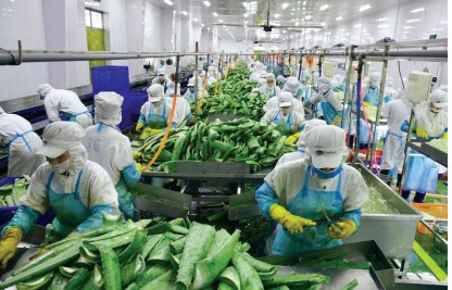 Bài 1: “Vua nha đam” và bức tranh hạnh phúc ở vùng đất nắng gió