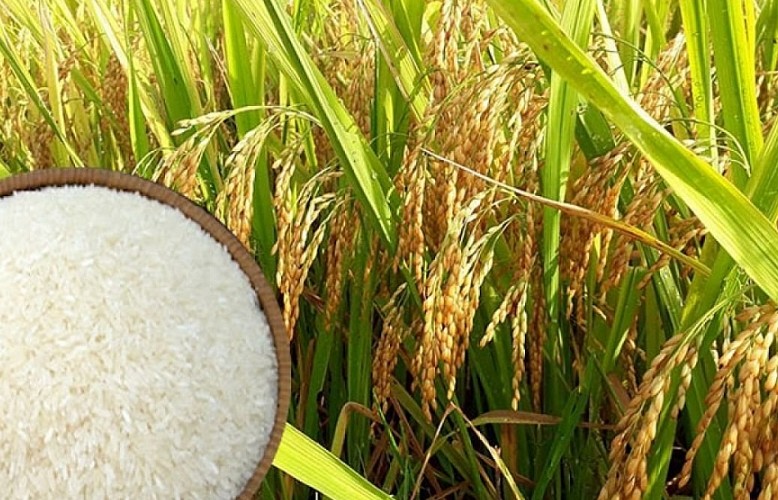 Ngành lúa gạo sẽ khởi sắc trong năm 2024