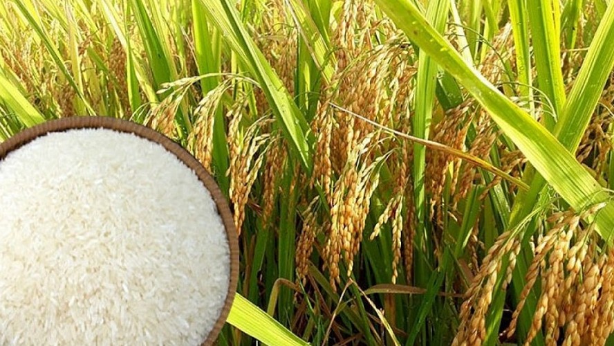 Ngày 15/1: Giá lúa gạo trong nước và xuất khẩu duy trì ổn định