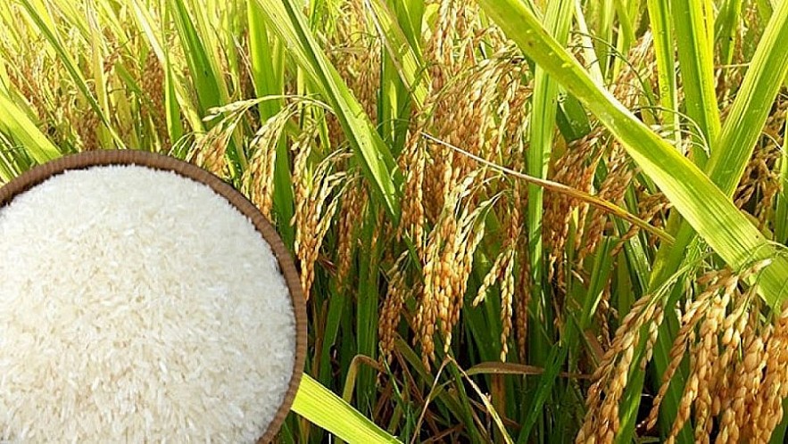 Ngày 15/1: Giá lúa gạo trong nước và xuất khẩu duy trì ổn định