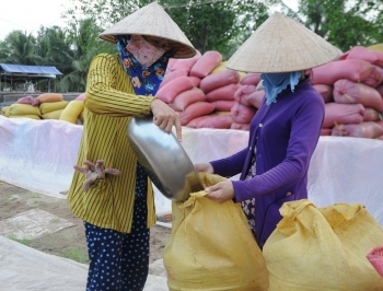 Ngày 16/1: Giá lúa gạo ổn định, thị trường sôi động