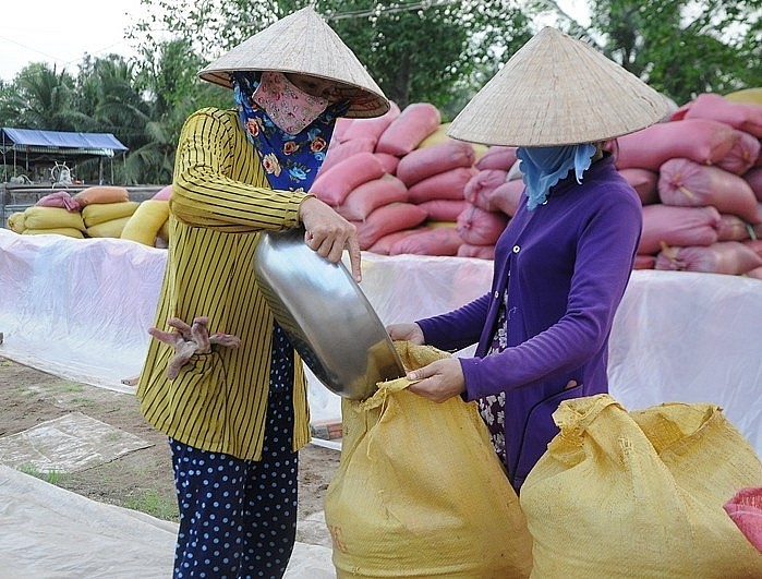 Ngày 16/1: Giá lúa gạo ổn định, thị trường sôi động