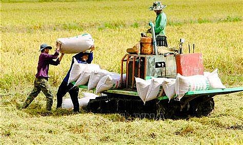 Ngày 18/1: Giá lúa chững lại, giao dịch gạo tại chợ sôi động