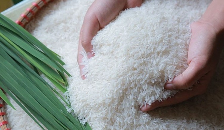 Ngày 19/1: Thị trường lúa gạo tiếp tục lặng sóng, riêng lúa tươi tại ruộng tăng 2.000 đồng/kg