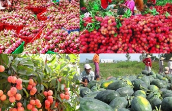 Thị trường EU: Liên tục vào “tầm ngắm”, nông sản xuất khẩu cần nỗ lực để thoát khỏi bị “soi”