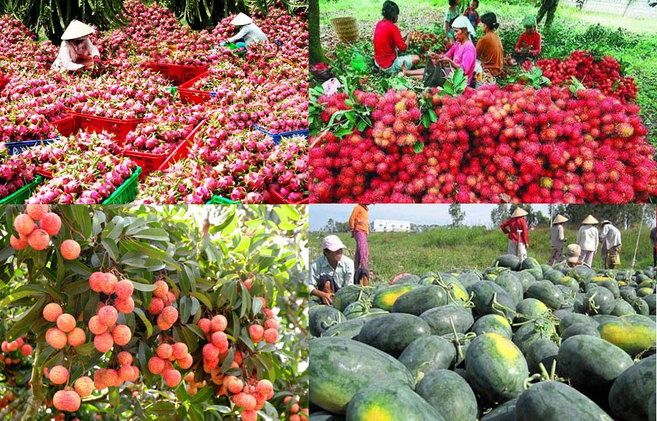 Thị trường EU: Liên tục vào “tầm ngắm”, nông sản xuất khẩu cần nỗ lực để thoát khỏi bị “soi”