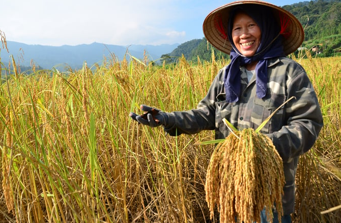 Ngày 31/1: Giá gạo xuất khẩu của Việt Nam điều chỉnh giảm mạnh